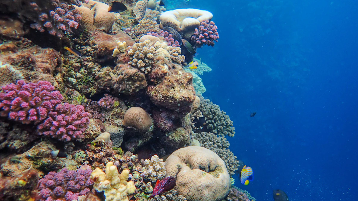 礁区海洋鱼群共同生活的水下栖息环境